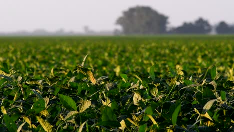 green ripening soybean field at firmat santa fe, argentina at sunset -wide shot