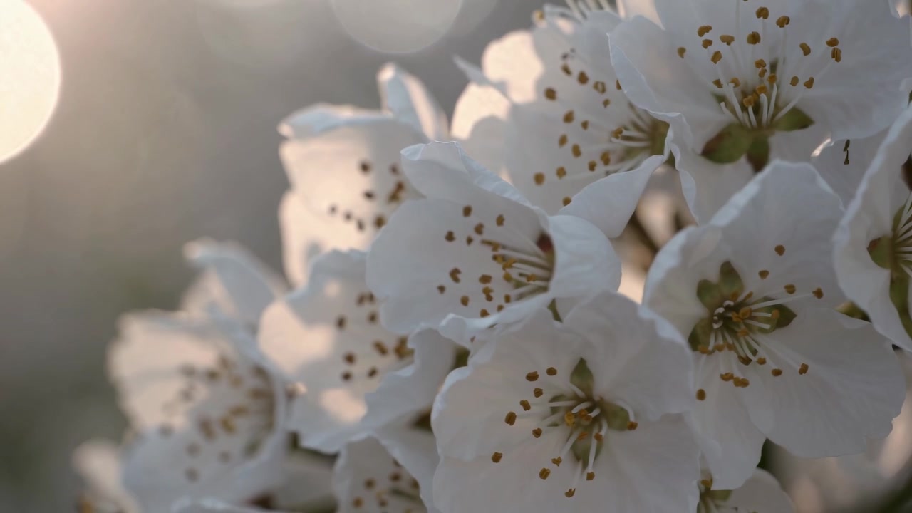 Flores blancas de cerezo floreciendo bajo la luz del sol primaveral
