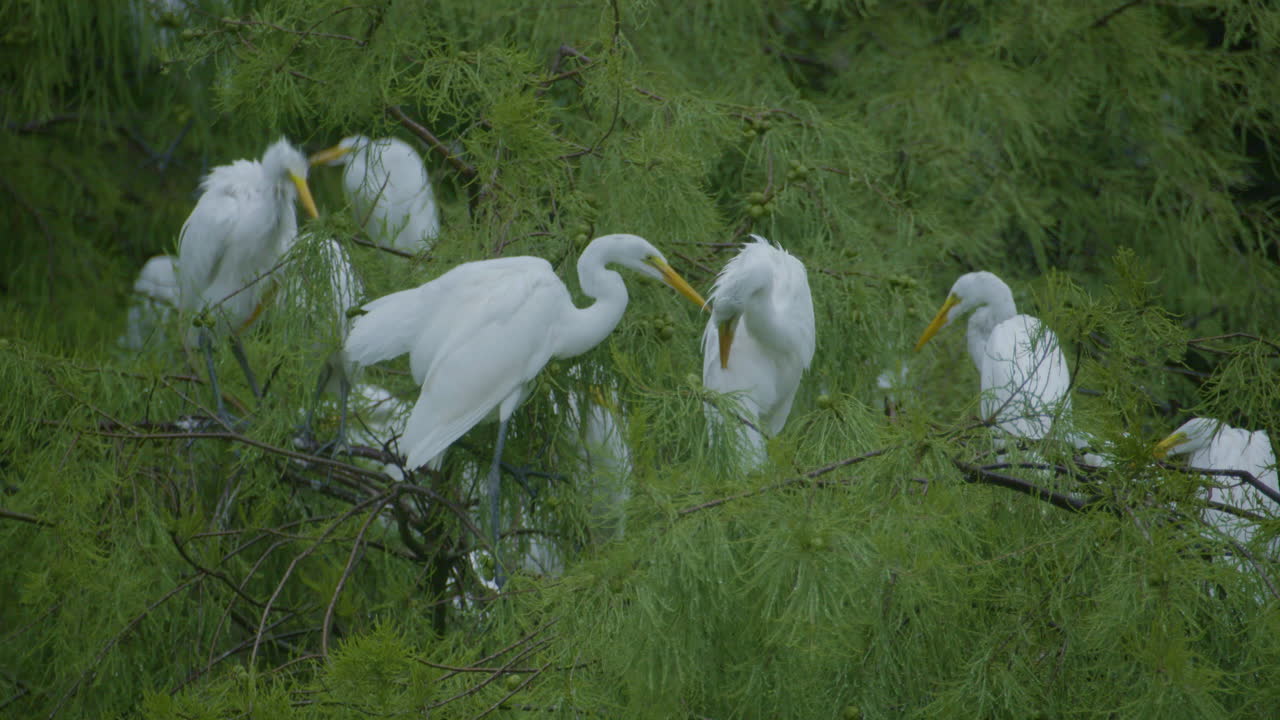 노스캐롤라이나 동부의 나무에 있는 나무 황새