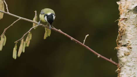 ágil carbonero aterriza en una rama delgada en el bosque