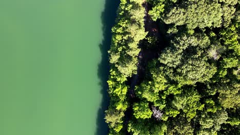 aerial birds eye flying over tree tops and green lake in chesapeake