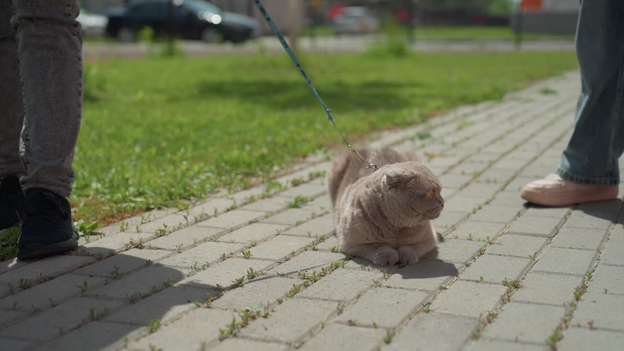 Softly Curled Feline Near Walking Humans, Calm Cat Resting Close To Pedestrians On City Sidewalk, Gentle Feline Nestled Quietly Between Feet With Nearby Pedestrians Observing Softly