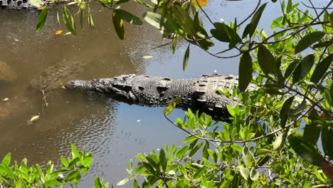 Crocodiles basking in the sun at Playa Linda sanctuary in Ixtapa, Mexico
