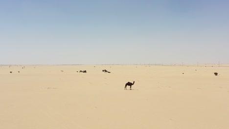 Gruppe-Von-Kamelen-Im-Herzen-Der-Wüste-Saudi-Arabiens