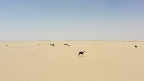 grupo de camellos en el corazón del desierto de arabia saudita
