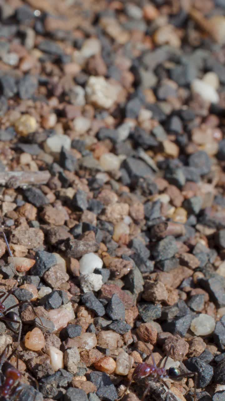 Bull ants carry white larva over gravel nest entrance, natural daylight, static close-up shot