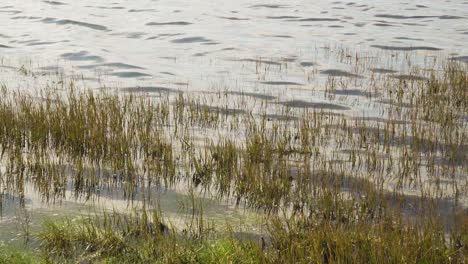 4k half submerged water plants moving on the tide in the bedside of ria de aveiro on the estuary of river vouga, 60fps