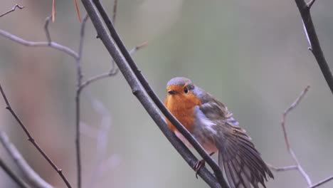 toma cercana de un hermoso petirrojo moviendo sus plumas y parado en una rama