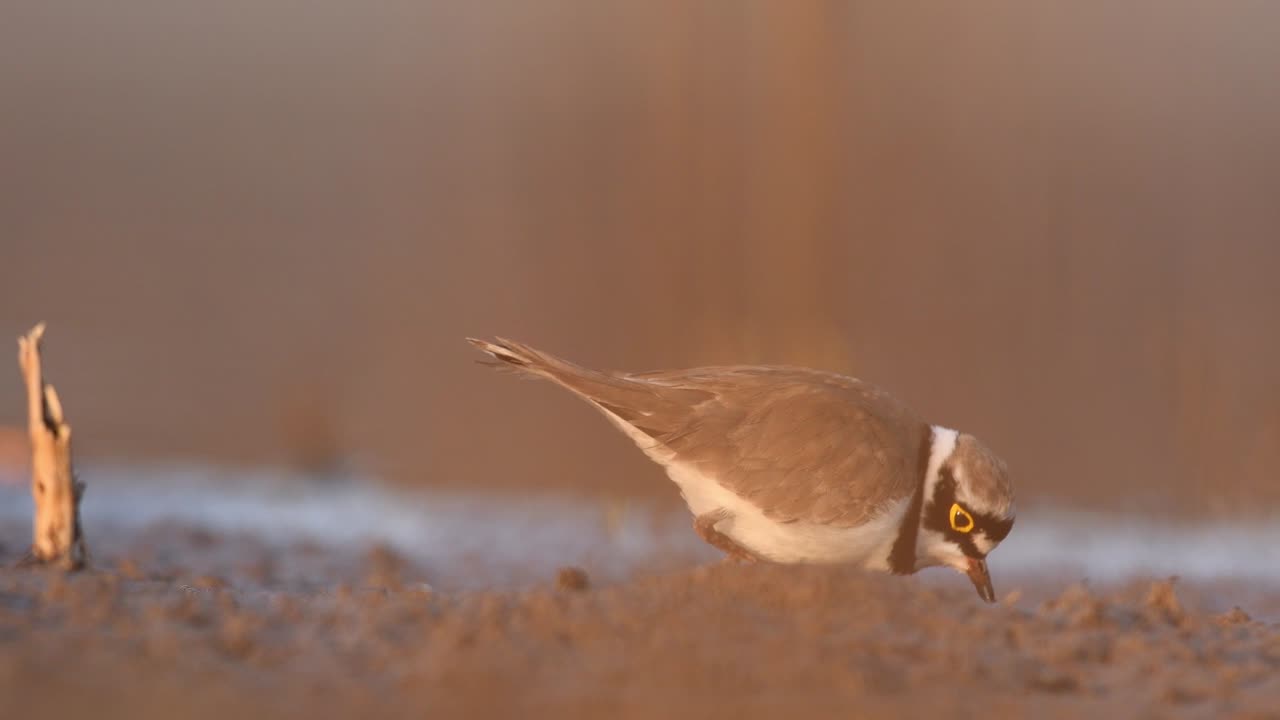 pequeño plover anillado alimentándose en el humedal por la mañana