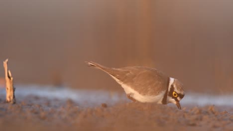 Flussregenpfeifer-Ernährt-Sich-Morgens-Im-Feuchtgebiet