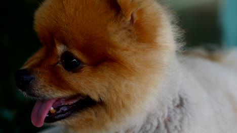 pomeranian dog happy smiling