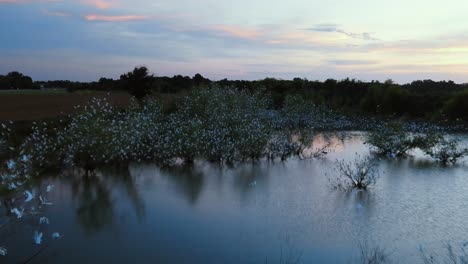 Egrets-taking-over-trees-in-a-pond