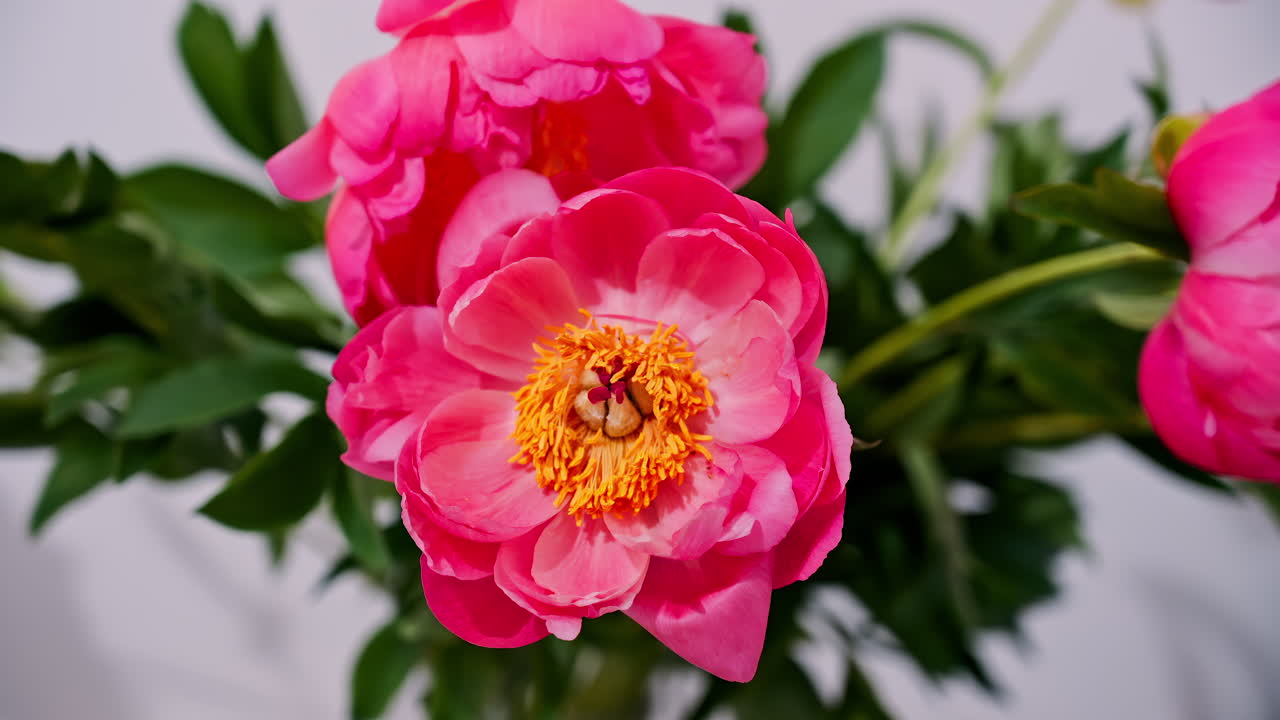 Close up of pink Chinese peonies in a vase on a white background