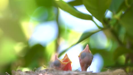 Schwarzer-Vogel-In-Einem-Nest,-Das-Jungvögel-Füttert