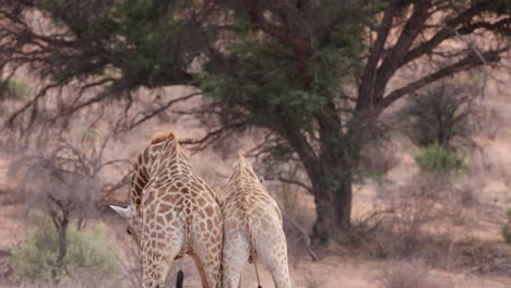 Zwei-Giraffenbullen-Schlagen-Sich-In-Zeitlupe-Gegenseitig-An-Den-Hals,-Kgalagadi