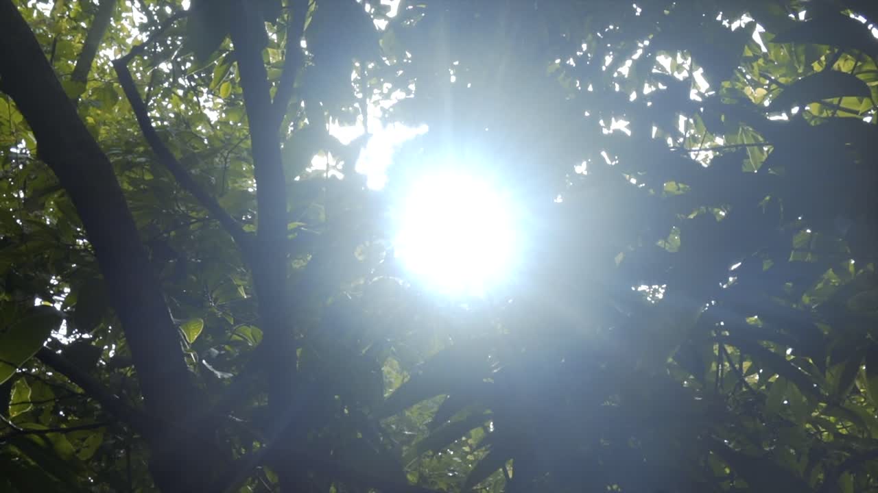 ⁇ 빛이 나무 전체에서 직접 카메라로 오는 숲에서 영화적인  ⁇