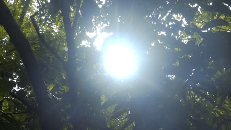 a cinematic shot from a forest where the sunlight is coming from the whole of the trees directly to the camera