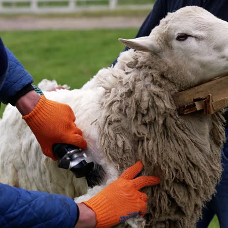 sheep shearing by electric machine. farmer shearing white sheep for production of wool fleece. man cutting wool on a sheep with clipper