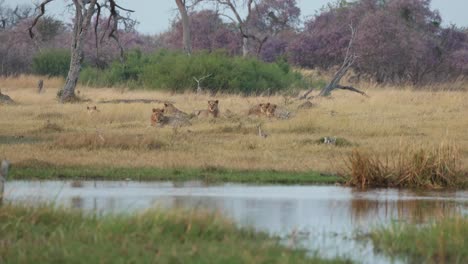 a pride of resting lions watching a clump of grass floating down the khwai river, botswana