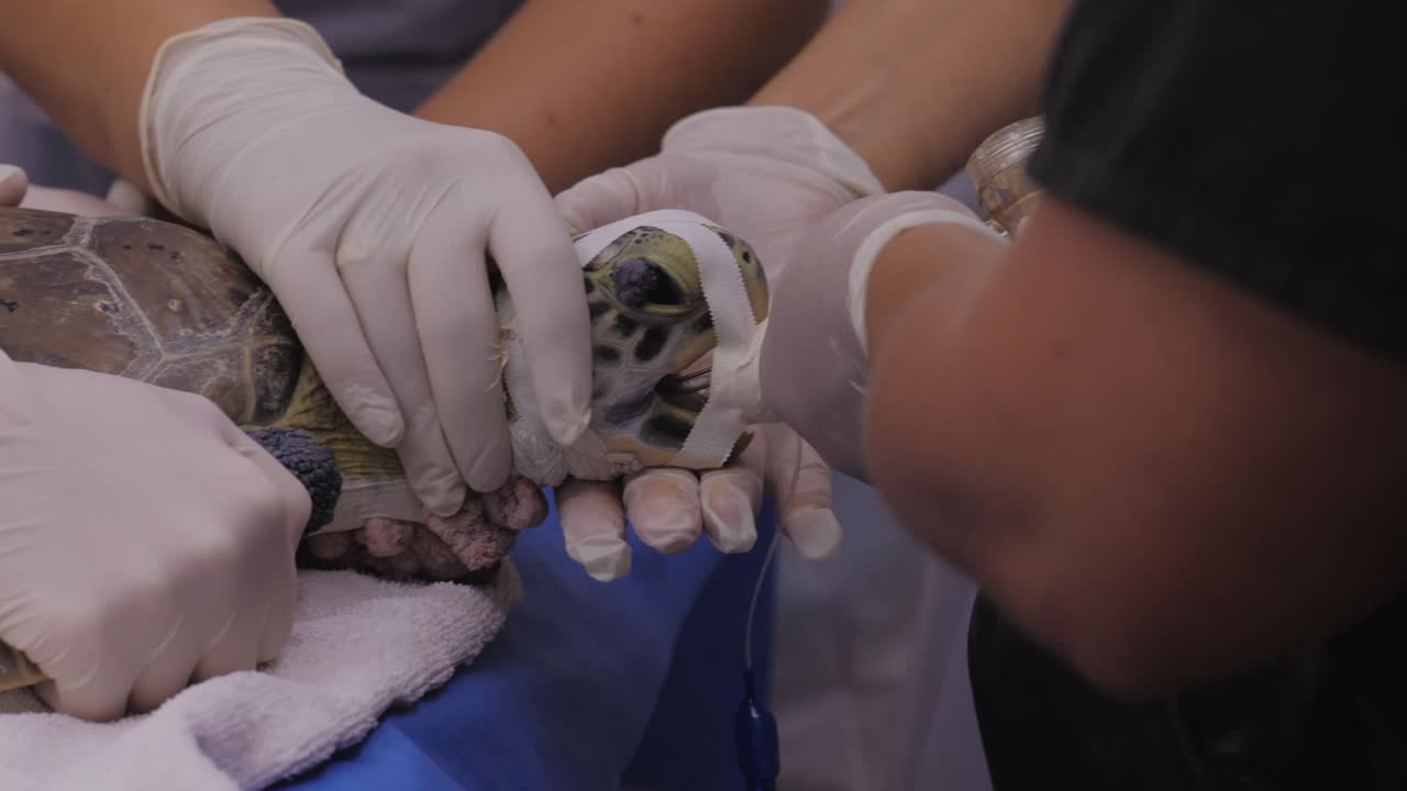 A medium close-up profile shot shows a sea turtle being given oxygen through a breathing mask