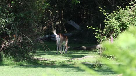 fallow deer in the new forest1