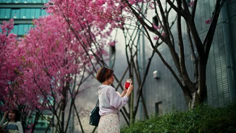 woman taking photo of cherry blossoms in a city park