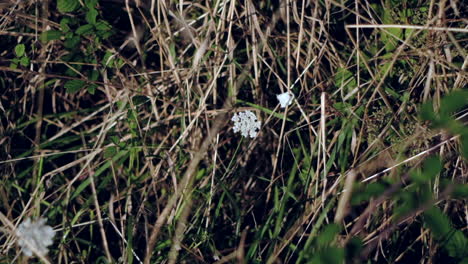 el delicado baile de una mariposa blanca vals floral en cámara lenta