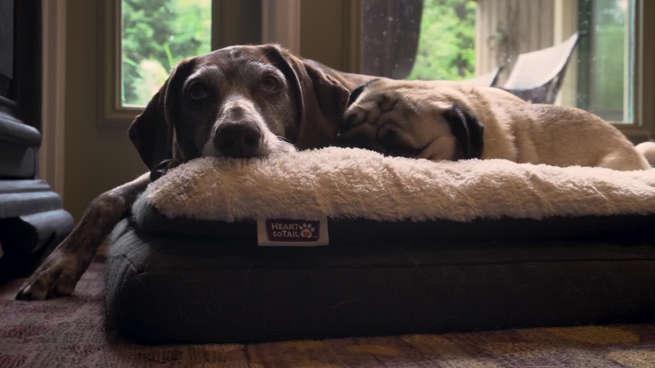 비오는 날 퍼그와 함께 어슬렁거리는 독일식 짧은 머리