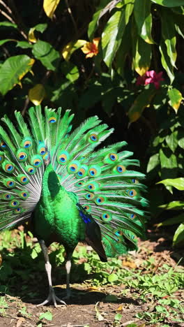 green peacock in a garden