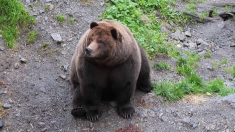 Gran-Oso-Pardo-En-Sitka,-Alaska,-Sentado