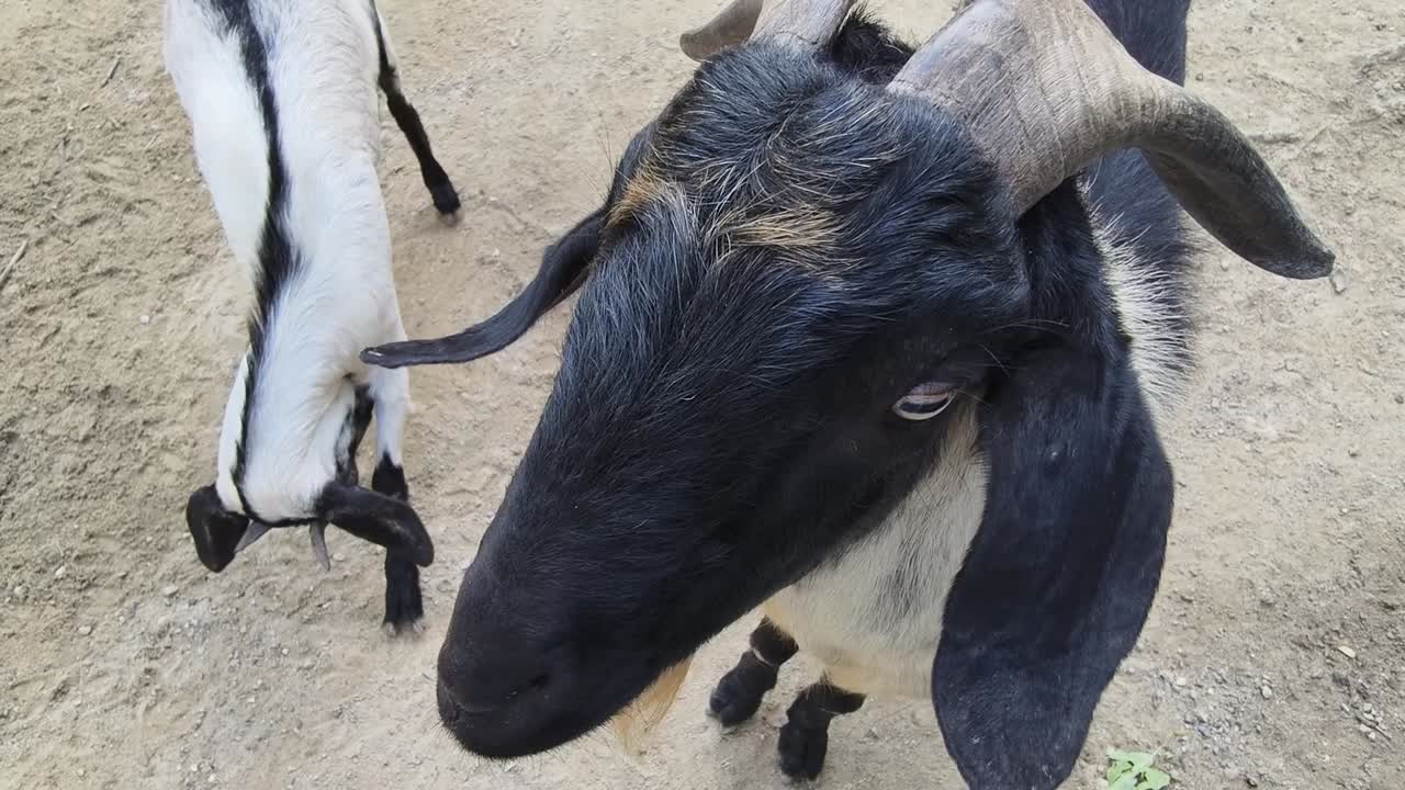두 마리의 염소