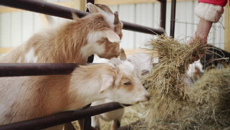 Girl-feeds-goats,-hands-them-hay-through-a-fence-in-a-barn.