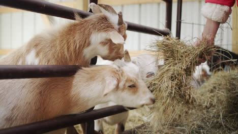 girl feeds goats, hands them hay through a fence in a barn.