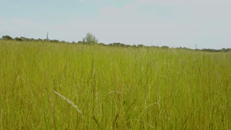 close up shot of the grass and wind blows gently