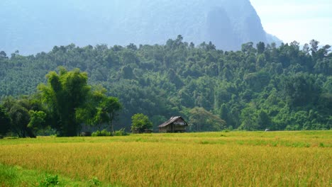 tracking a small wood cottages in the middle of a rice field with the backdrop of majestic mountains