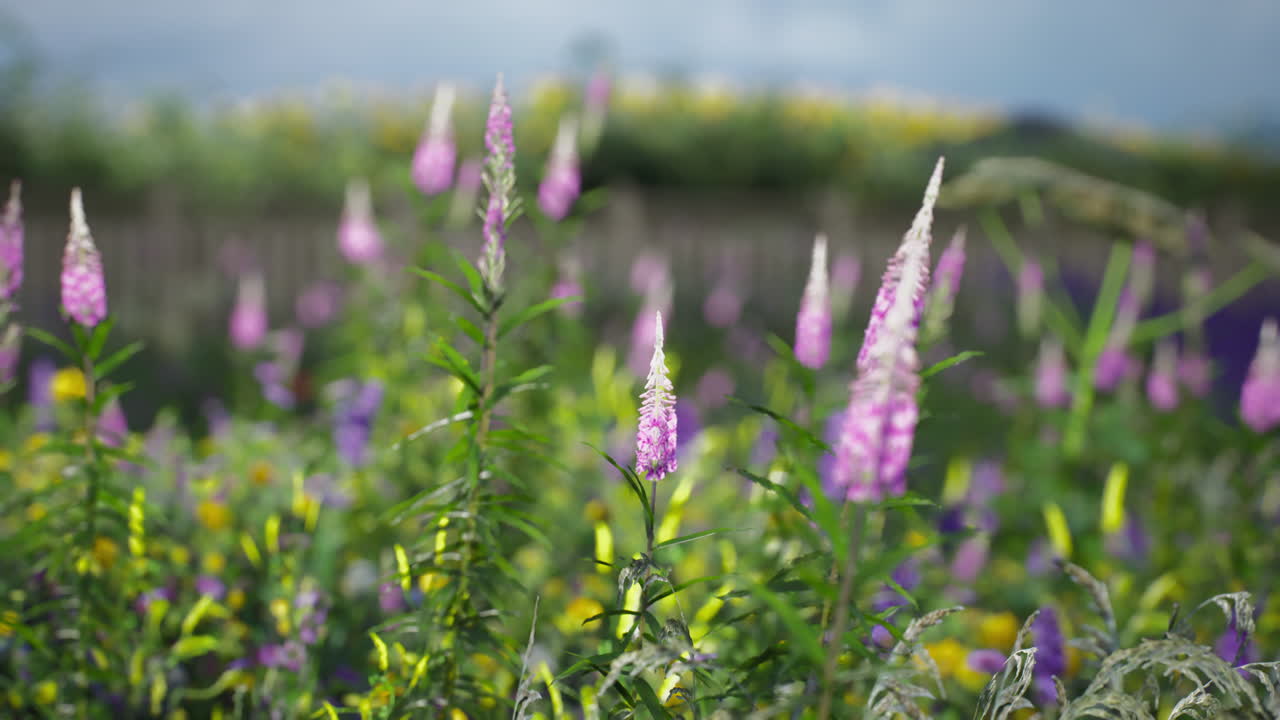 Colorful wildflowers blooming in a sunny field during springtime