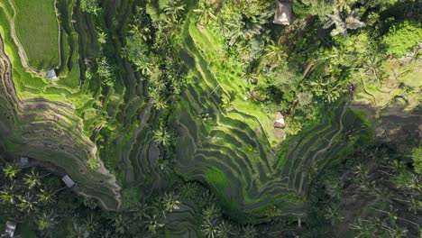 drone footage above tegallalang rice terrace in bali capturing the iconic landscape