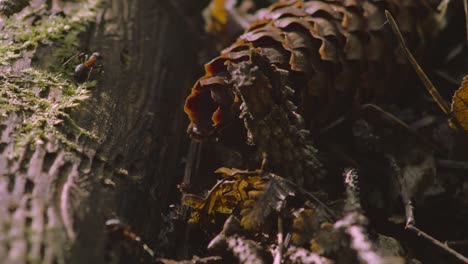 ants crawl over mossy log and pine cones in morning light, macro