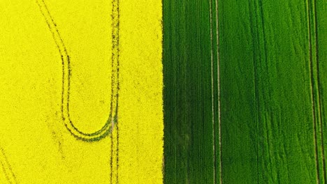 sunset light, contrast between yellow rapeseed and green crops agricultural zone