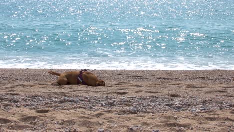 Zwei-Hunde-Spielen-Am-Strand