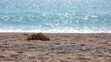 dos perros jugando en la playa