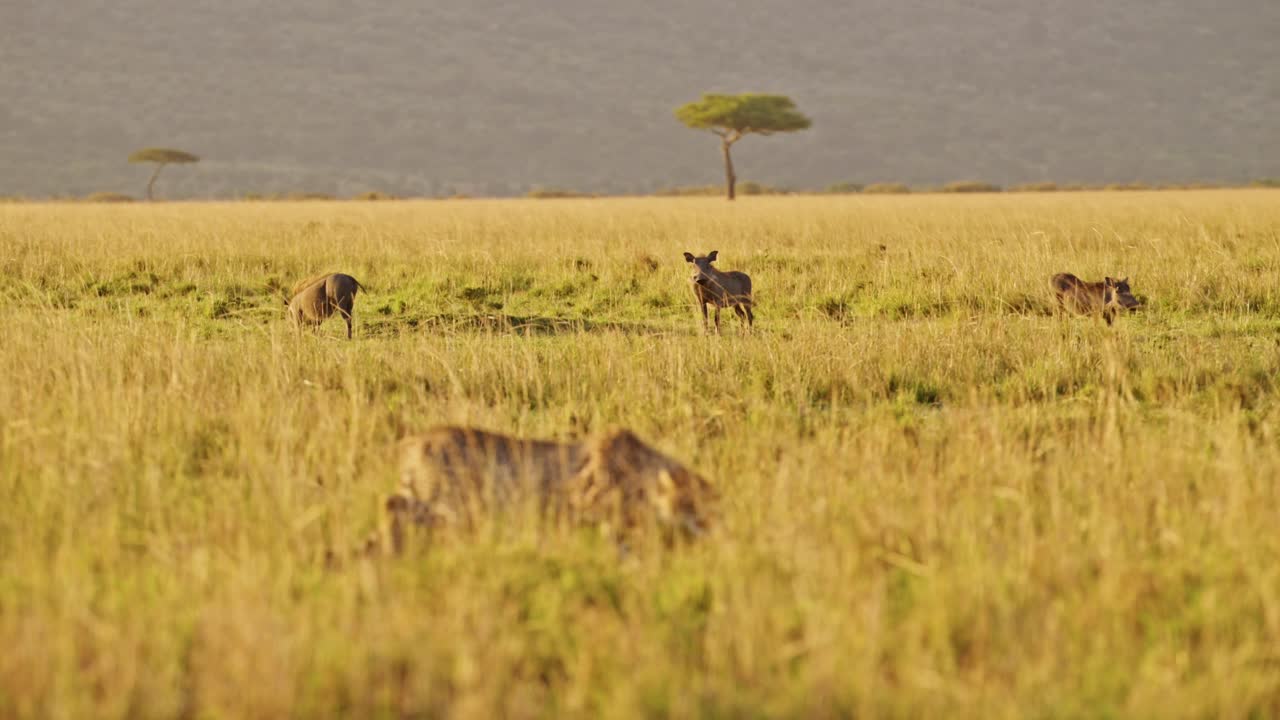 gepardo cazando jabalí en una caza en áfrica, animales salvajes africanos en masai mara, kenia, acechando en la larga hierba de la sabana en un safari en masai mara, increíble comportamiento animal