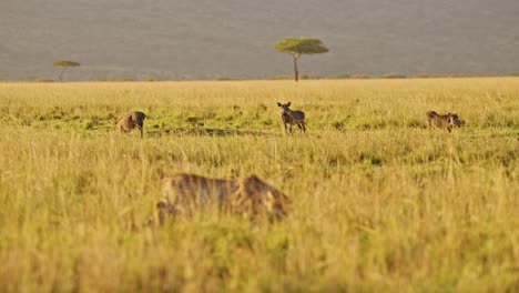 cheetah hunting warthog on a hunt in africa, african wildlife animals in masai mara, kenya, stalking in long savanna grass on safari in maasai mara, amazing animal behaviour