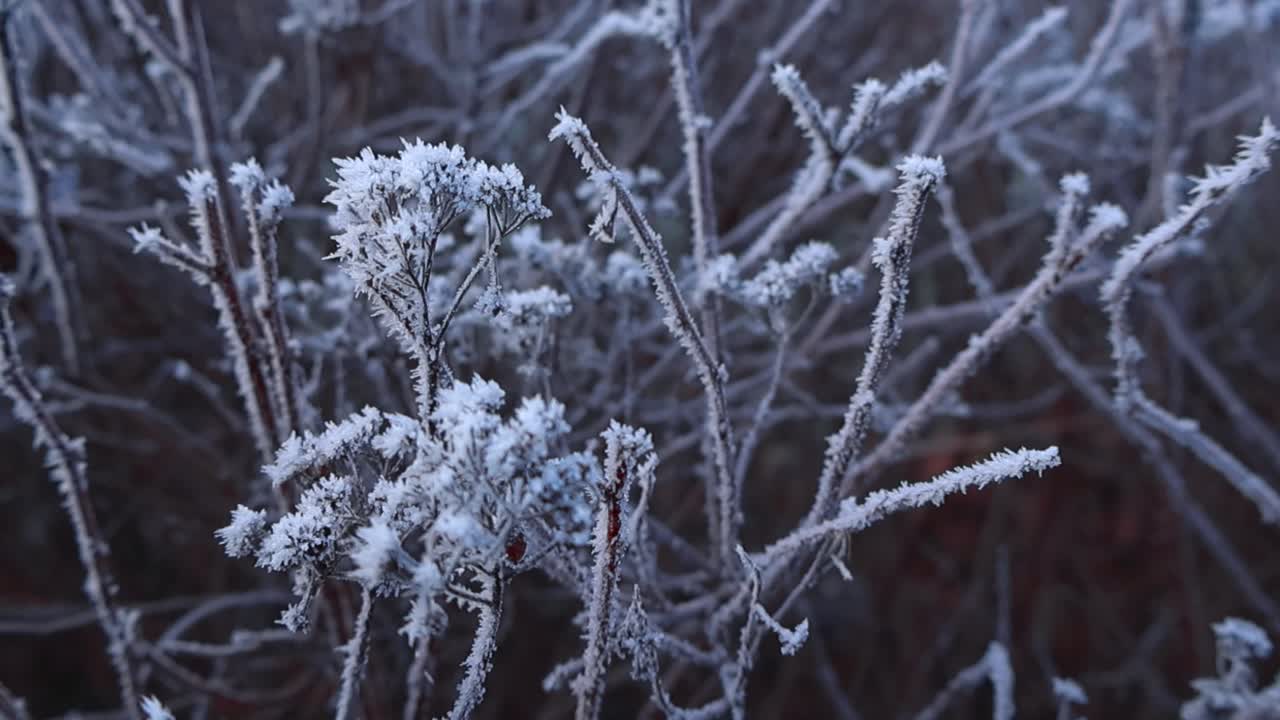 Close up gliding around frosty dried crystalized stems of hedge bush, coated in frost and ice crystals in focus. Frozen winter texture details on branches fades into shallow depth of field background