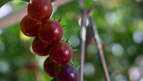 Reife-Kirschtomaten,-Die-In-Der-Nähe-Einer-Stängelstrauchpflanze-Hängen.-Kleine-Ländliche-Landwirtschaft.