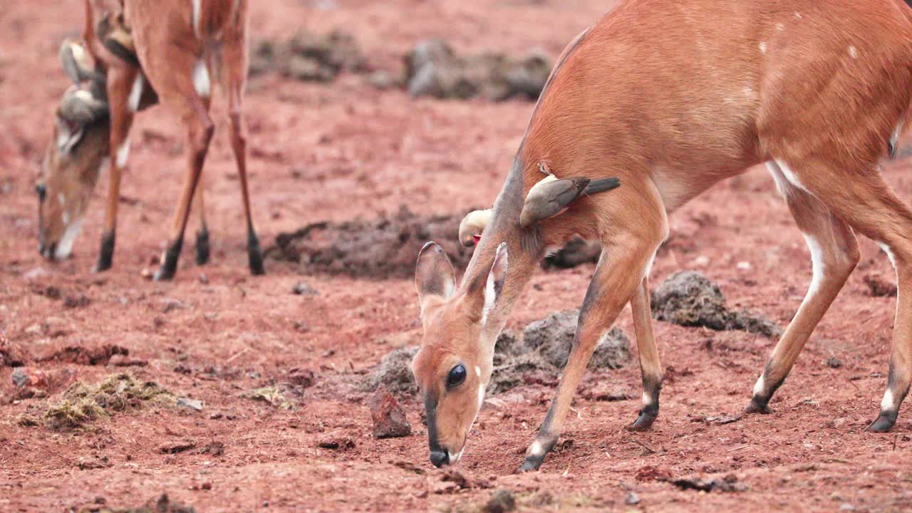 pájaros de pico rojo montando en el pastoreo de bushbuck en kenya, africa oriental