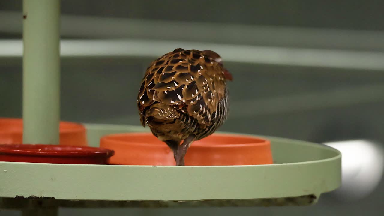 Bird exploring a platform with orange dishes