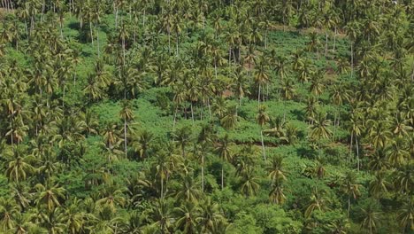 vista aérea del bosque de garrapatas con muchos árboles de coco bajo el cielo azul pan disparado de abajo hacia arriba