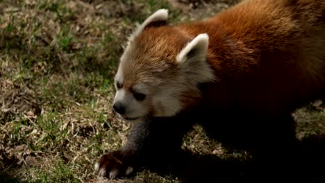 panda rojo mirando alrededor en el zoológico y luego se aleja
