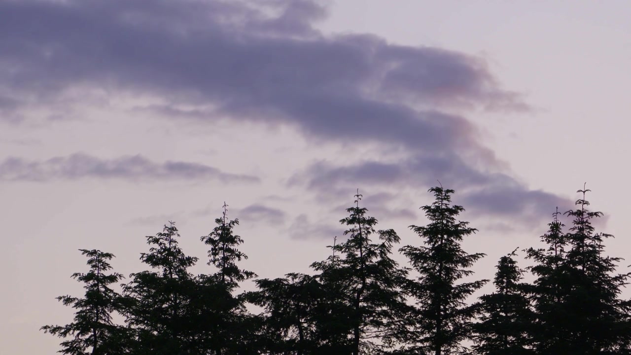 Time lapse of clouds drifting across a changing evening sky above the dark silhouettes of tall pine trees and forest treetops.